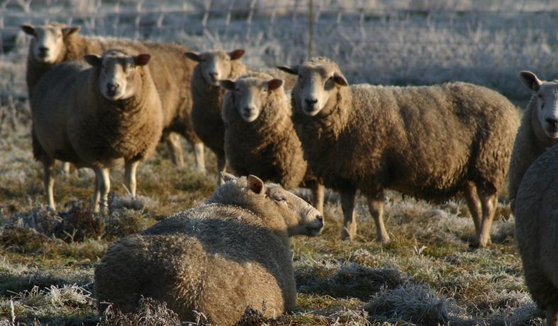 Make Me A Sheep